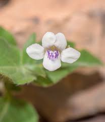 Attēlu rezultāti vaicājumam “Antrodia crassa”