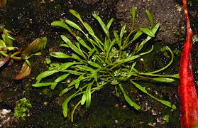 Attēlu rezultāti vaicājumam “Limosella aquatica”