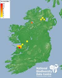 Attēlu rezultāti vaicājumam “Platyptilia tesseradactyla”