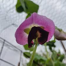 Attēlu rezultāti vaicājumam “Pisum sativum flower”