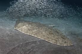 Image result for Gymnura altavela