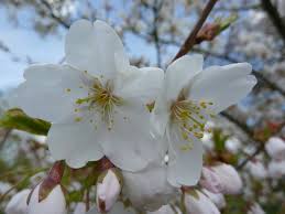 Attēlu rezultāti vaicājumam “Prunus padus var. roseiflora flower”