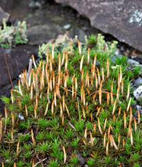 Attēlu rezultāti vaicājumam “Polytrichum juniperinum sporophyte”