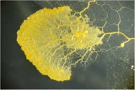 Attēlu rezultāti vaicājumam “Physarum globuliferum spores”