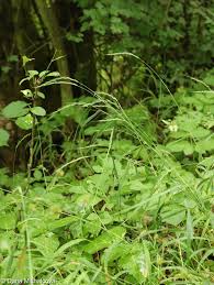 Attēlu rezultāti vaicājumam “Elymus caninus”