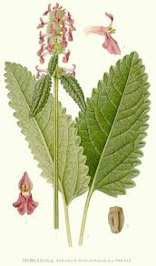 Attēlu rezultāti vaicājumam “Stachys officinalis bud”