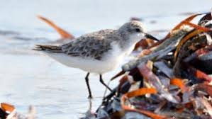 Image result for Calidris ruficollis