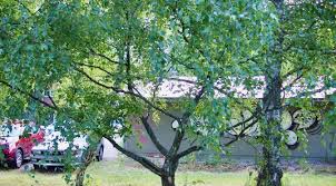 Attēlu rezultāti vaicājumam “Betula pendula var. carelica”