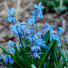 Attēlu rezultāti vaicājumam “Scilla siberica flower”