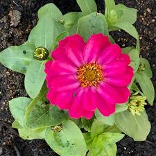 Image result for Zinnia elegans