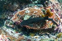 Image result for Poroderma pantherinum