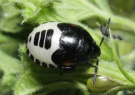 Attēlu rezultāti vaicājumam “Tritomegas bicolor nymph”