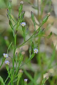 Attēlu rezultāti vaicājumam “Atrichum flavisetum sporophyte”