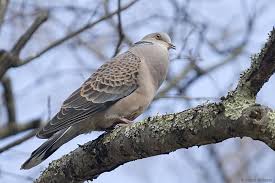 Image result for Streptopelia orientalis