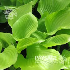 Attēlu rezultāti vaicājumam “Hosta sp. leaf”