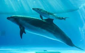 Image result for Dolphin Sub Aqua