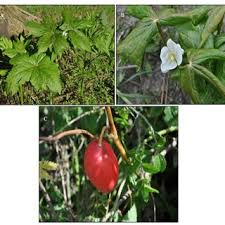 Attēlu rezultāti vaicājumam “Podophyllum hexandrum fruit”