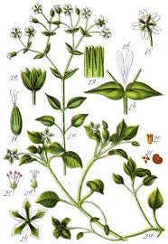 Attēlu rezultāti vaicājumam “Stellaria longifolia”