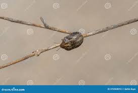 Attēlu rezultāti vaicājumam “Eurygaster testudinaria imago”