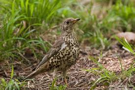 Attēlu rezultāti vaicājumam “Turdus viscivorus adult”