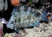 Image result for Siganus rivulatus