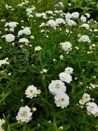 Attēlu rezultāti vaicājumam “Achillea ptarmica fruit”