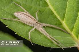 Attēlu rezultāti vaicājumam “Tibellus oblongus”