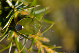Attēlu rezultāti vaicājumam “Chlorochroa juniperina”