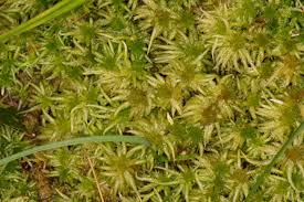 Attēlu rezultāti vaicājumam “Sphagnum squarrosum”