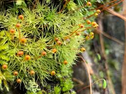 Attēlu rezultāti vaicājumam “Bartramia pomiformis”