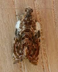 Attēlu rezultāti vaicājumam “Acleris bergmanniana”