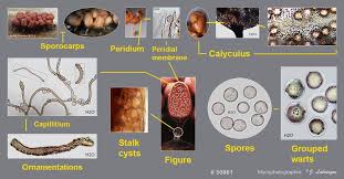 Attēlu rezultāti vaicājumam “Lycogala roseosporum”