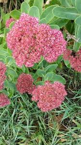 Attēlu rezultāti vaicājumam “Hylotelephium telephium flower”