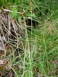 Attēlu rezultāti vaicājumam “Carex pulicaris”