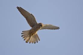 Attēlu rezultāti vaicājumam “Falco tinnunculus”