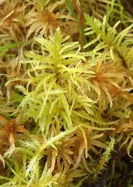 Attēlu rezultāti vaicājumam “Helodium blandowii”