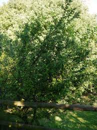 Attēlu rezultāti vaicājumam “Prunus domestica subsp. domestica leaf”