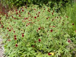 Attēlu rezultāti vaicājumam “Potentilla”