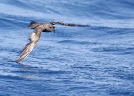 Image result for Oceanodroma monorhis