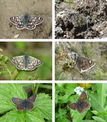 Attēlu rezultāti vaicājumam “Heteropterus morpheus upperside”