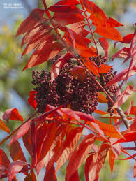 Attēlu rezultāti vaicājumam “Rhus typhina”