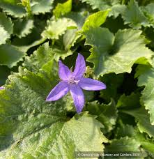 Image result for Campanula strigosa