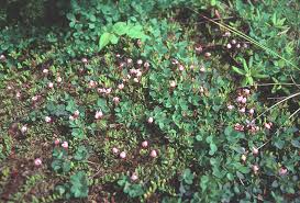 Attēlu rezultāti vaicājumam “Oxycoccus flower”