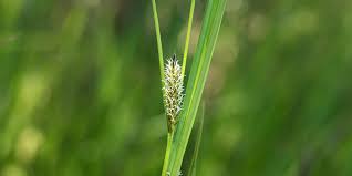 Attēlu rezultāti vaicājumam “Carex vesicaria”