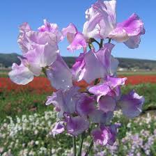 Image result for Lathyrus odoratus