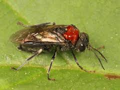 Attēlu rezultāti vaicājumam “Eriocampa ovata”