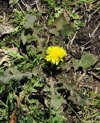 Attēlu rezultāti vaicājumam “Taraxacum officinale aggr. fruit”