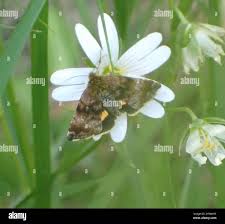 Attēlu rezultāti vaicājumam “Panemeria tenebrata”