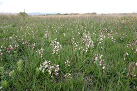 Attēlu rezultāti vaicājumam “Epipactis palustris flower”
