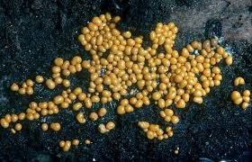 Attēlu rezultāti vaicājumam “Craterium minutum stalked”